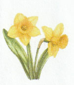 Picture, Daffodils